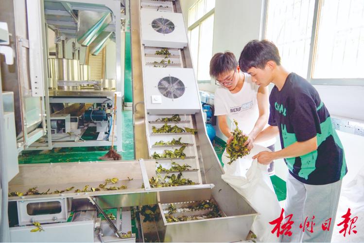 梧州茶师校园传技艺 工匠精神有传承