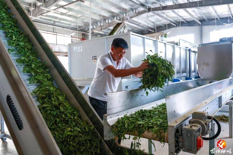 流水线作业(本组图片均由张庆港,李茜雯拍摄)走进茶叶加工厂,有标准化