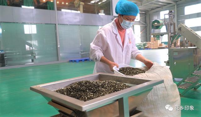 茉莉花已开 茶企开工忙