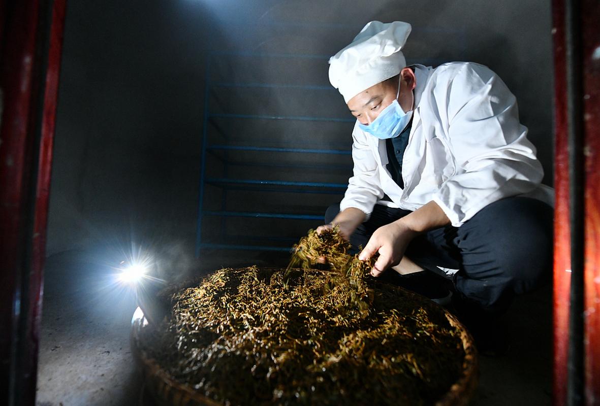 在贵州省遵义市凤冈县娄山春茶叶专业合作社茶叶加工厂,制茶师在发酵