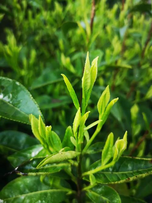 旅行参观了黄山白际乡白际村,正遇上村民晚上初制茶叶,用手机拍了加工