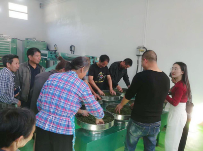 沙湾镇:新建茶叶加工厂拓宽茶农致富路