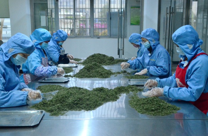 汉中宁强县:茶叶采摘加工忙