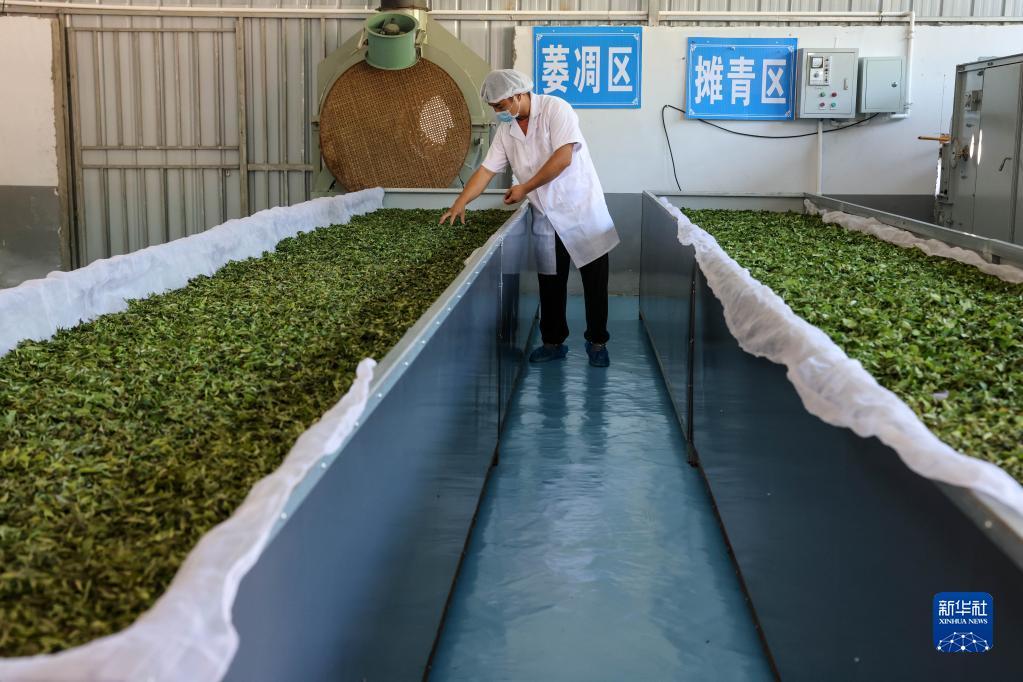 新华全媒+丨石阡:一片茶叶托起乡村振兴路