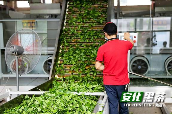 而在安化茶叶加工机械化,自动化的步伐中,湖南华莱生物科技